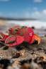 Eugy Jouets Toy Eug 3D Model Krab No colour