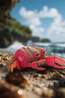 Eugy Jouets Toy Eug 3D Model Krab No colour