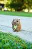 Eugy Jouets Toy Eug 3D Model Quokka No colour