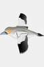 Eugy Jouets Toy Eug 3D Model Vogel / Jan-Van-Gent No colour